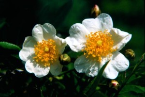 fioridibach Wild Rose