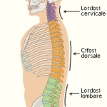 mal di schiena spina dorsale